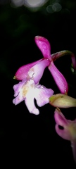 Epidendrum laeve