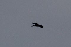 Phalacrocorax carbo