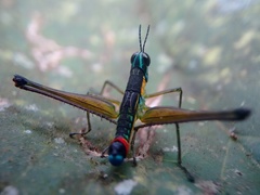 Paramastax duquei
