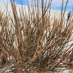 Ephedra torreyana