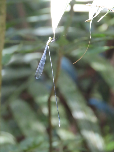 Mecistogaster linearis