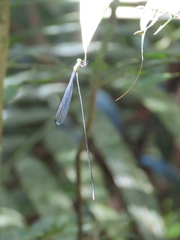 Mecistogaster linearis