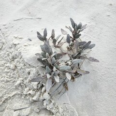 Abronia angustifolia