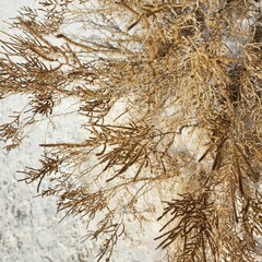 Allenrolfea occidentalis