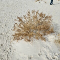 Allenrolfea occidentalis