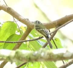 Leptopogon superciliaris