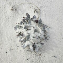 Abronia angustifolia