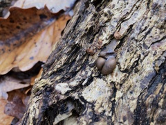 Lycogala flavofuscum