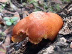 Gymnopilus thiersii