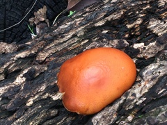 Gymnopilus thiersii