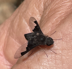 Anthrax dolabratus