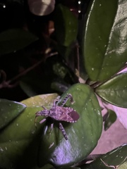 Leptoglossus corculus