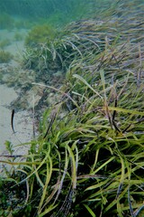 Posidonia