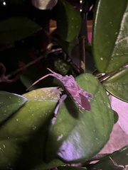 Leptoglossus corculus