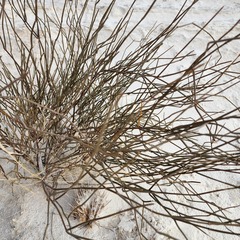 Ephedra torreyana