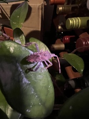 Leptoglossus corculus