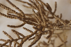 Allenrolfea occidentalis