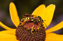 Nomada vincta