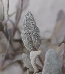 Abronia angustifolia