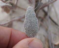 Abronia angustifolia