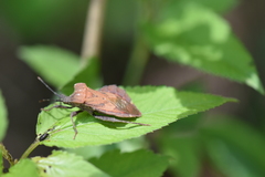 Piezogaster auriculatus