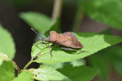 Piezogaster auriculatus