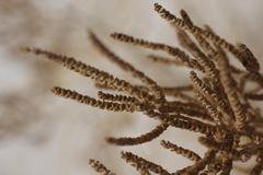 Allenrolfea occidentalis