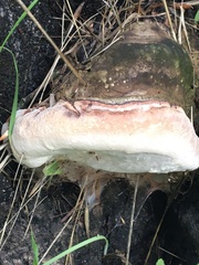 Ganoderma brownii