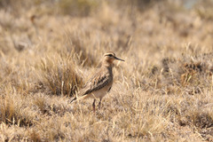 Oreopholus ruficollis