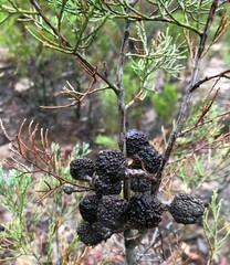 Callitris verrucosa