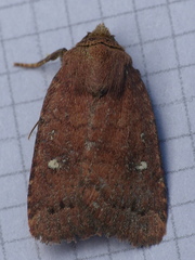 Pseudorthodes vecors