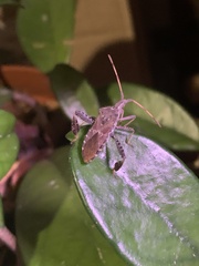 Leptoglossus corculus