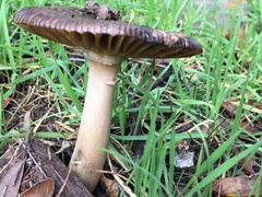Amanita constricta