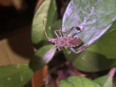 Leptoglossus corculus