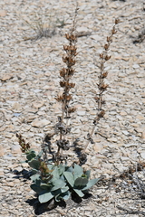 Penstemon versicolor