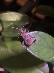 Leptoglossus corculus