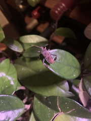 Leptoglossus corculus