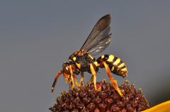 Nomada vincta