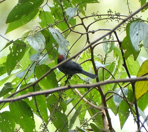 Slaty Tanager (Creurgops dentatus), photo 10