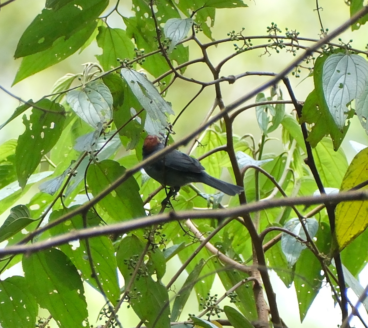 Slaty Tanager (Creurgops dentatus), photo 1