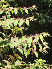 Callicarpa rubella