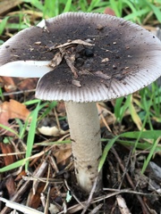 Amanita constricta