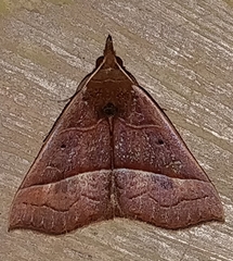 Hypena