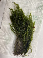 Fontinalis dalecarlica