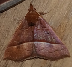 Hypena
