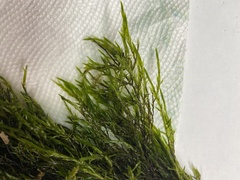 Fontinalis dalecarlica