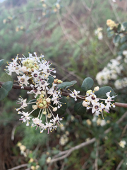 Ceanothus crassifolius
