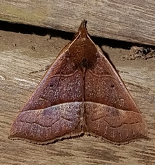 Hypena
