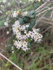 Ceanothus crassifolius