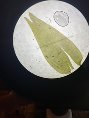 Fontinalis dalecarlica